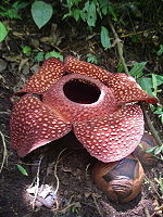150px-Rafflesia_sumatra.jpg